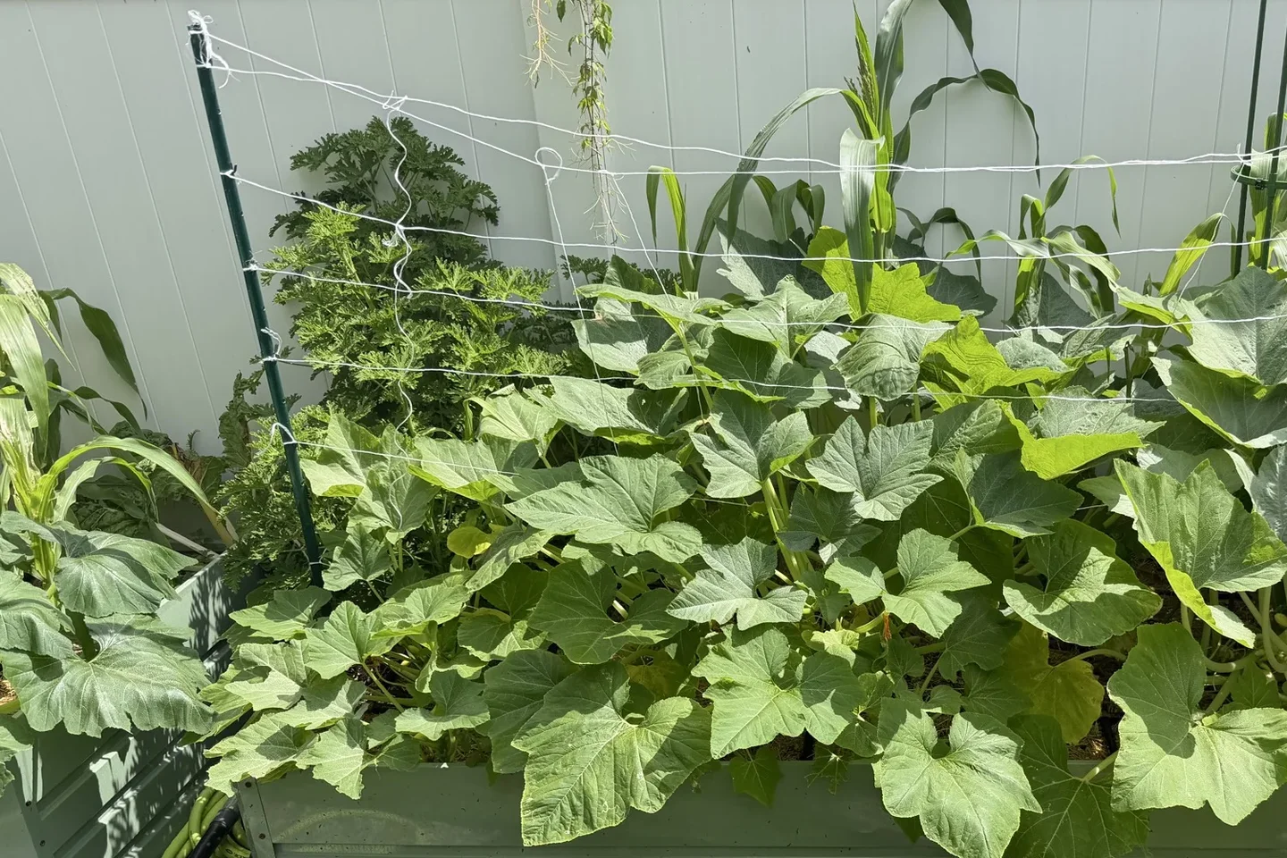 Large squash leaves filling Garden Bed A beneath a support net, with corn and other plants behind them