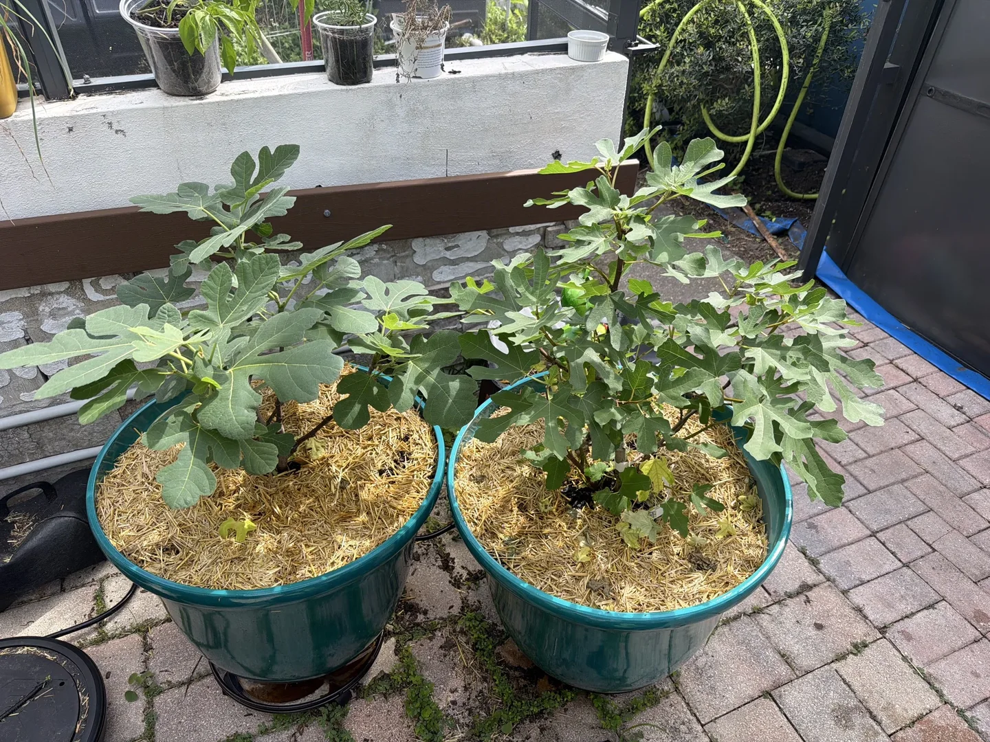 Two fig trees growing in turquoise containers with straw mulch on a paved patio