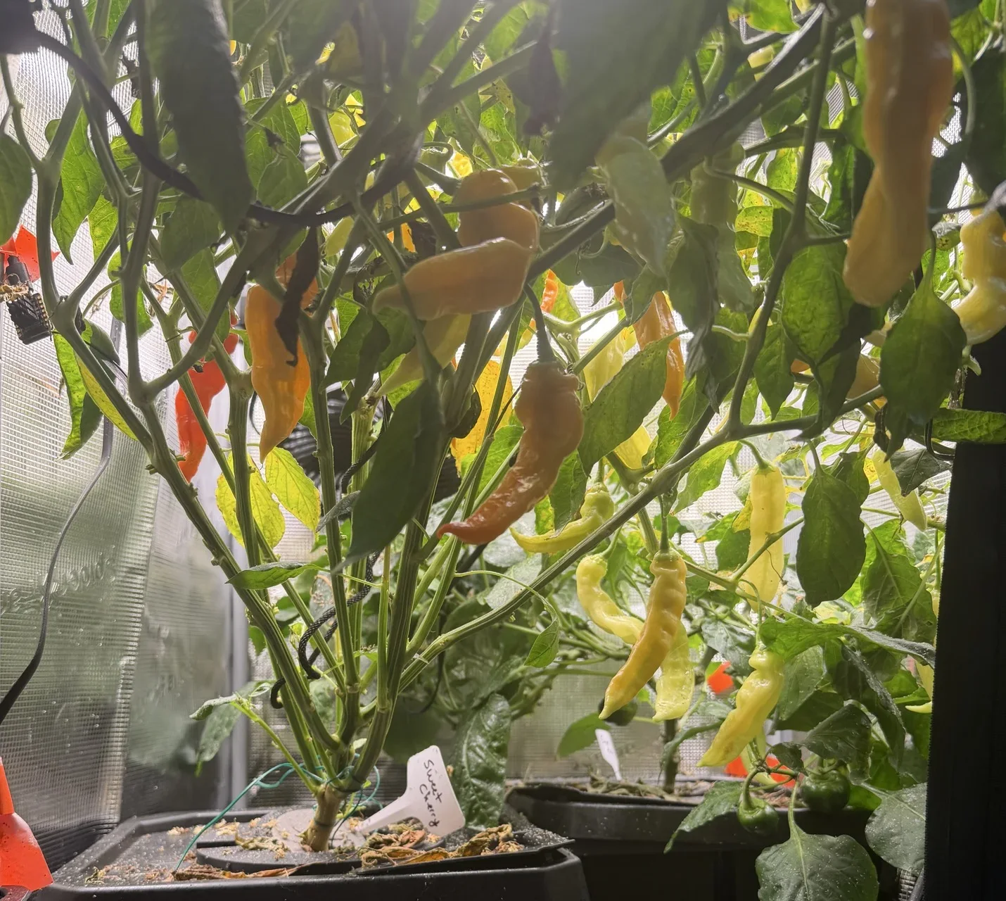 Green, yellow, and orange peppers hanging among leaves in the hydroponic tent