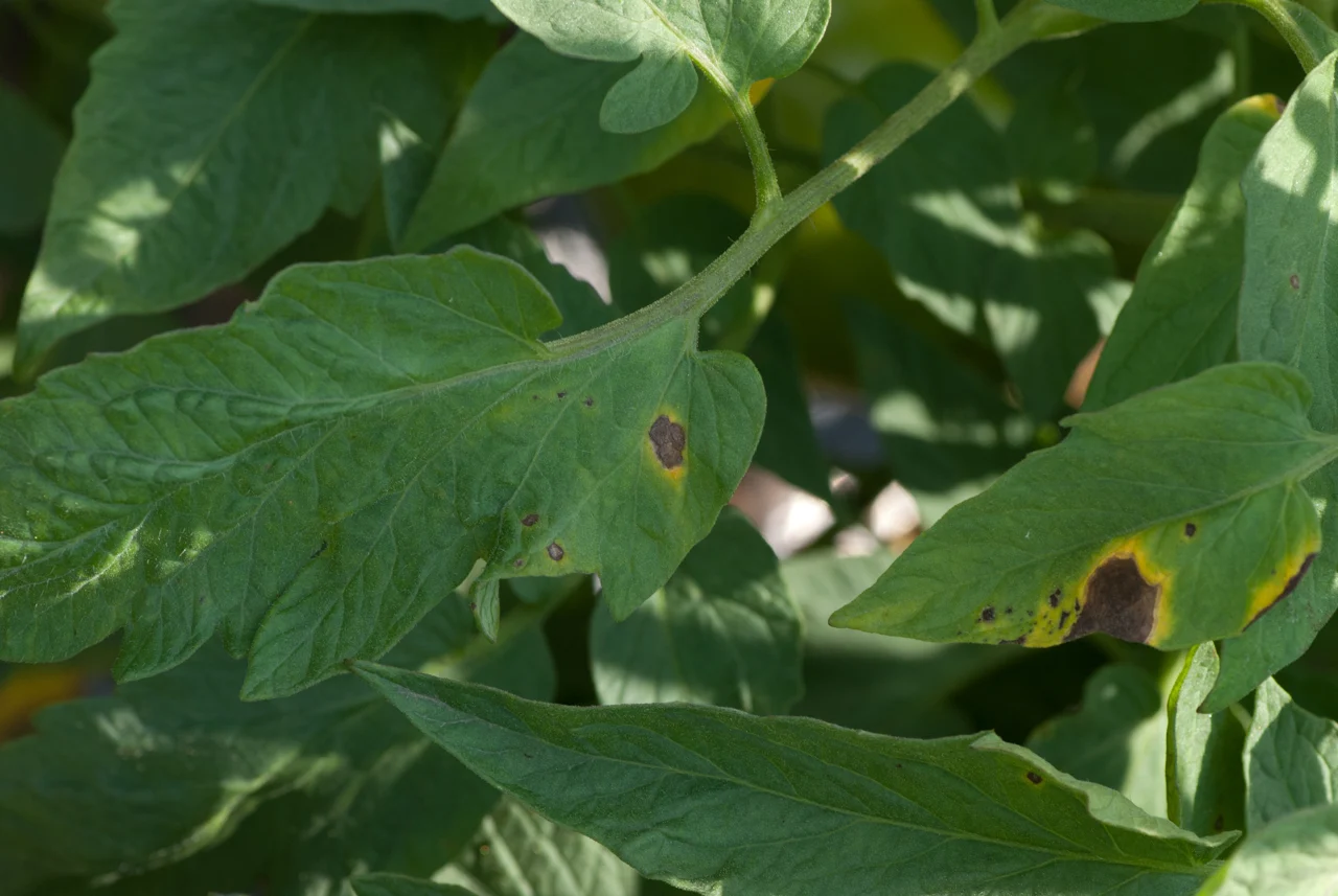 Tomato leaves with dark brown lesions and yellow tissue around the spots, photographed by Dwight Sipler